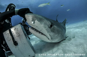 Just a rub on the nose gets a good reaction. Tiger Shark ... by Steven Anderson 